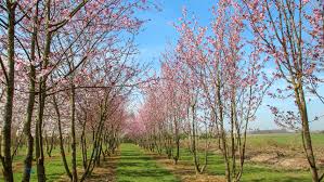 Buy prunus sargentii sargents cherry from primrose Prunus Sargentii Rancho Treeebb Online Tree Finding Tool Ebben Nurseries