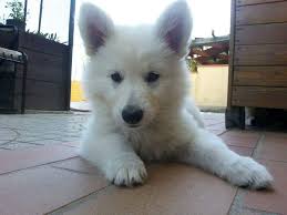 Accoppiamenti esterni