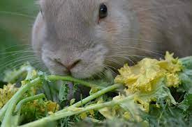 Bunnies adore dandelions, but they shouldn't have them too often. Can I Feed My Rabbit Dandelions Can I Give My Rabbit Rabbits Life