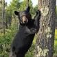 Living with Bears event image