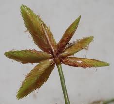 Image result for Cyperus pectinatus