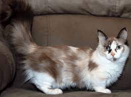 Saat ini belum ada standar khusus yang mendeskripsikan ras ini. Daftar Harga Kucing Munchkin Terbaru Mei 2021
