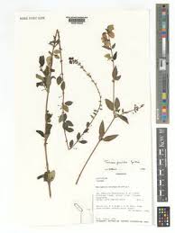 Image result for Tinnea coerulea