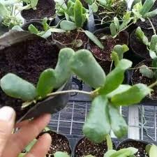 Well you're in luck, because here they come. House Plants For Sale Page 6 Of 8 Happyforest