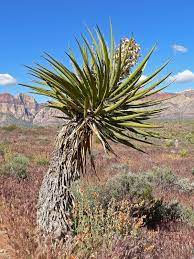 The arc (amidoxime reducing component) proteins are molybdenum cofactor (moco) enzymes named hmarc1 and hmarc2 (human. Plants The Chihuahuan Desert