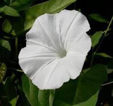 Image result for Ipomoea richardsiae