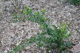 Image result for Crossopetalum