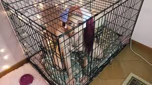 Puppy Girl's Animalistic Thrills - Release Your Inhibitions