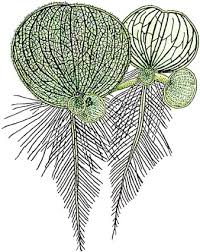 Image result for Araceae