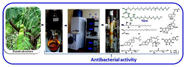 Image result for Entada abyssinica