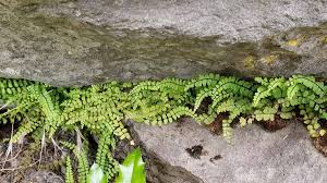 Image result for Asplenium trichomanes