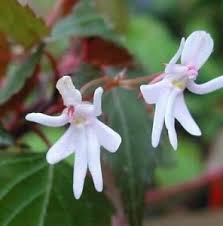 For extended periods flowers are thus present on the stem. 40 Of The World S Weirdest Flowers Boing Boing
