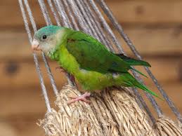 The average wingspan is 117 mm and length is 20 cm. Brotogeris Pyrrhopterus Grey Cheeked Parakeet Image