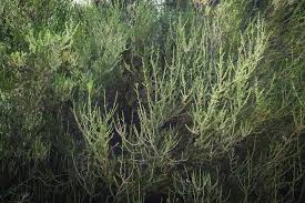 Image result for Erica arborea