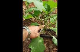 Patlicanda Verim Icin Bunu Yapin 2020 Bitki Patlican Calilar