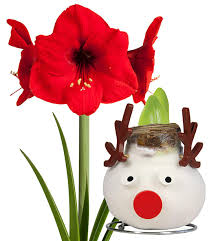 Wachs Amaryllis X Mas Rentier Amaryllis Bei Baldur Garten