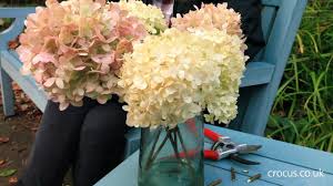 Design with realistic silk hydrangeas for your floral arrangements and craft projects available in an array of colors. How To Cut Dry Hydrangea Blooms For The Vase Youtube