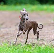 Iggy Greyhound Online Shopping