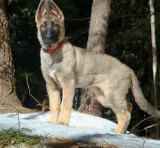 Within the german shepherd breed, the gene for sable is dominant over all other colors and designs. Sable German Shepherds Agouti Or Wolf Gray