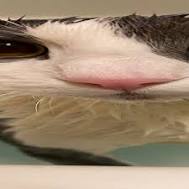 soggy cat wide