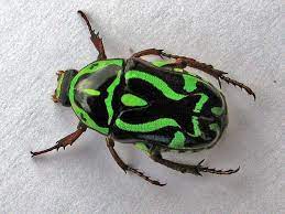 Pin On Pattern Texture Insects