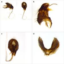 Κλειστή αγορά θεσσαλονίκης, σάββατο 6/2. Terminalia Of Voria Erasmocoronadoi Sp N Male Paratype Voucher Code Download Scientific Diagram