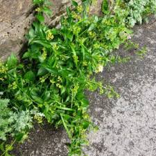 Image result for Vincetoxicum cernuum