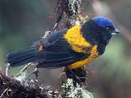 golden-backed mountain tanager - eBird
