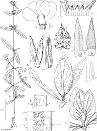 Image result for Indigofera soutpansbergensis