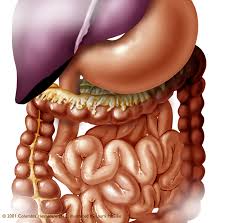 We did not find results for: Medical Illustrations Of Abdominal Organs Digestive System Stomach
