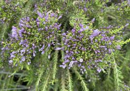 Image result for Fabiana imbricata