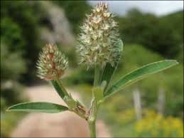 Image result for Trifolium isthmocarpum