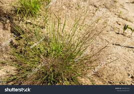 Image result for Eragrostis minor