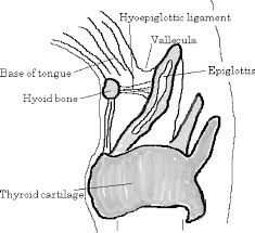 Image result for Hyoid Bone