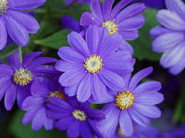 Image result for Cineraria mazoensis
