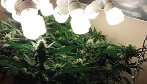 Check spelling or type a new query. Can You Grow Cannabis With Fluorescent Lights Growdiaries