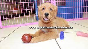 We currently have a beautiful litter of akc registered golden retriever puppies available. Beautiful Red Golden Retriever Puppies For Sale Near Atlanta Ga At Puppies For Sale Local Breeders