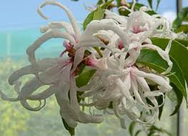 Image result for Trichocladus ellipticus