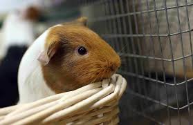 We cherish them as entertaining companions, and we love them deeply for the joy they bring to our lives. 8 Best Exotic Pets For Kids