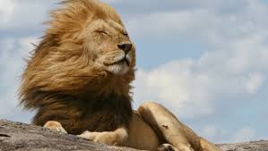 Image result for lion