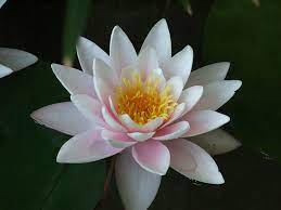 Water Lily Birth Flower Tattoos July Birth Flower Water Lily Tattoos