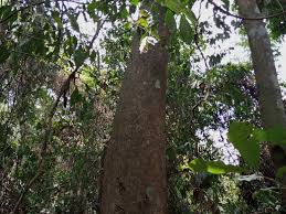 Image result for Pycnanthus