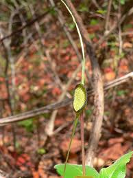 Image result for Dorstenia buchananii