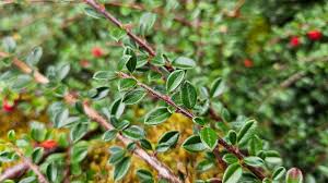 Image result for Cotoneaster microphyllus