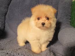 They are friendly and playful with kids as well as with other pets (although they will choose a favorite. Teacup Pomeranian Maltese Mix Novocom Top