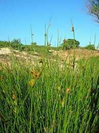 Image result for Cyperus laevigatus