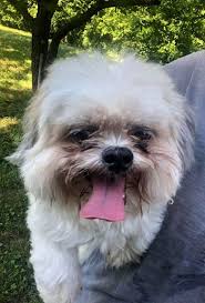 Grand rapids, michigan member for: Grand Rapids Mi Shih Tzu Meet Boo Boo A Pet For Adoption