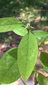 Image result for Euphorbia graminea