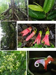 Image result for Strephonema mannii