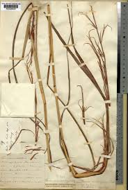 Image result for Phacelurus gabonensis